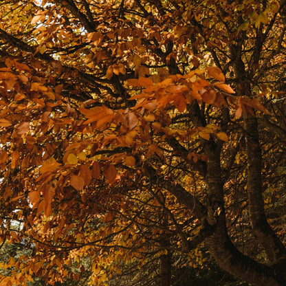 Navulling - Amber Glow