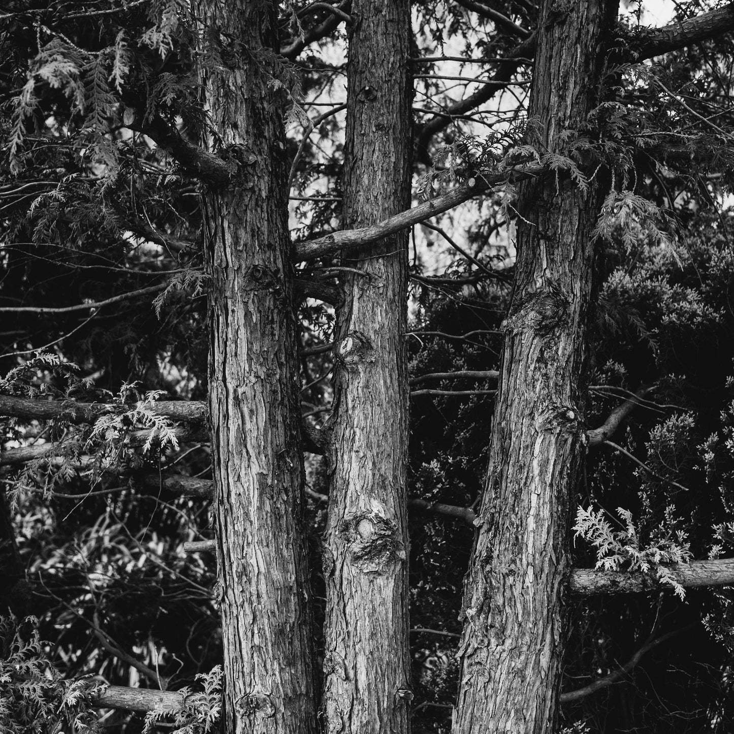 Navulling - Mystic Grove