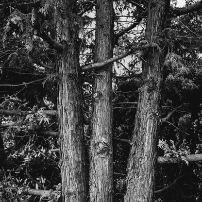 Navulling - Mystic Grove