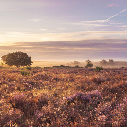 Navulling - Mystic Grove